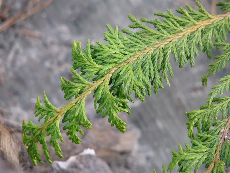 Chamaecyparis obtusa